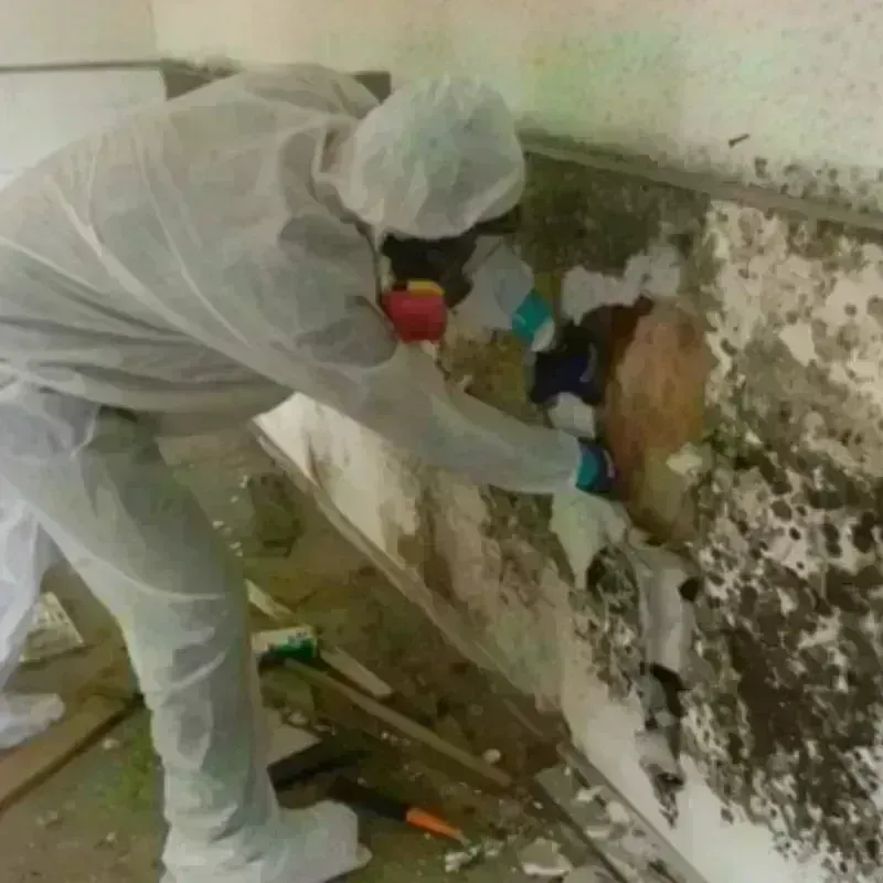 Mold Remediation and Removal in Canfield, OH